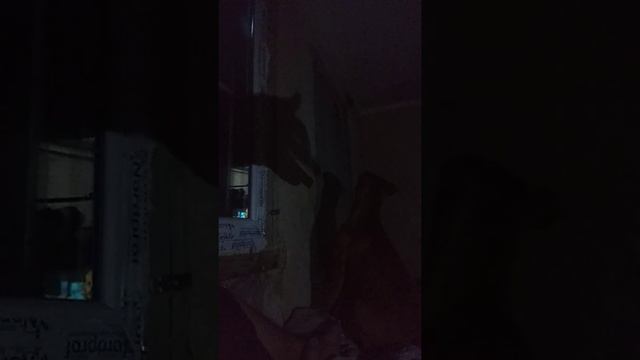 Бой с тенью! Стаффордширский терьер - бойцовская собака))) смотреть онлайн