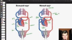 6.48. Круги кровообращения | Артериальная и венозная кровь | Анатомия к ЕГЭ | Георгий Мишуровский