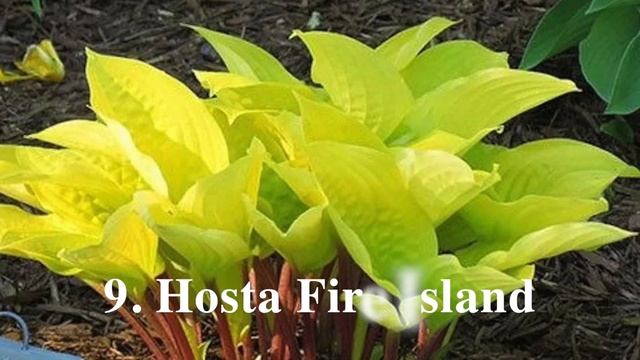 ХОСТЫ С НЕОБЫЧНЫМИ ЛИСТЬЯМИ И АРОМАТНЫМ ЦВЕТЕНИЕМ. Обзор сортов. Дачный креатив. смотреть онлайн