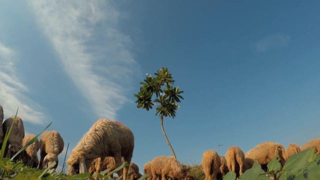 Даже овца знает голос хозяина смотреть онлайн