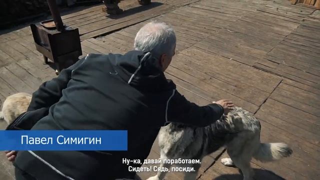 Зачем Павел Симигин сделал татуировку собаки? 16+ смотреть онлайн