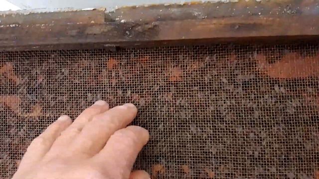 Температура 2 градуса мороза. Зима началась а пчелиная семья в клуб никак не хочет садится.8 январ смотреть онлайн