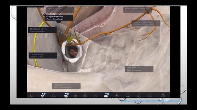 NPHS - Тройничный нерв, анатомия, функция, методика исследования, патология.