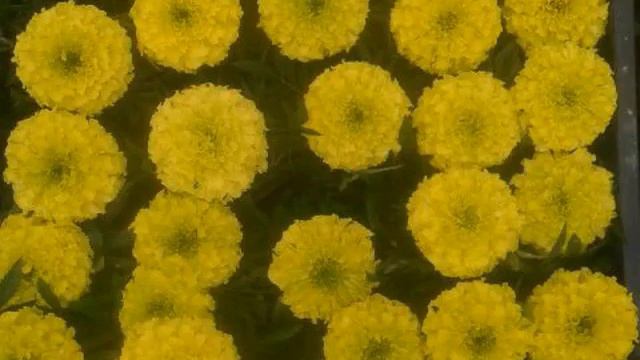 Gullar Uruglari Shafran Salviya Petunia Viola