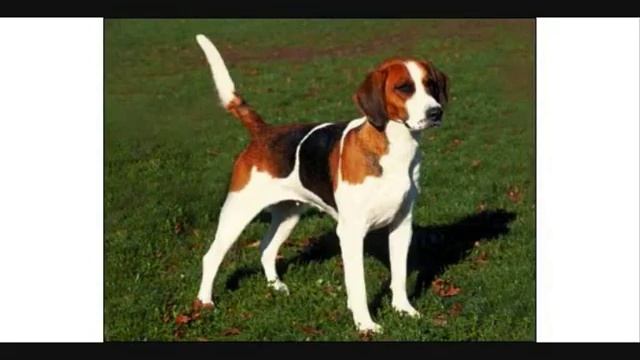 Все породы собак.Американский фоксхаунд (American Foxhound) смотреть онлайн