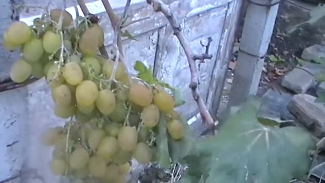 Сорт винограда Мальборо - сезон 2015 смотреть онлайн