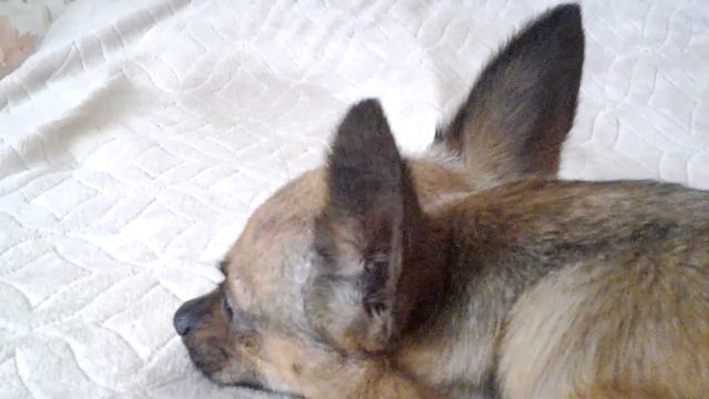 Мой любимый собачонок😀😀😀😊😊😊😁 смотреть онлайн