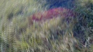 ТАЙНИК ДЛЯ ЛОВЛИ ПЕВЧИХ ПТИЦ ,СБОРКА ЧАСТЬ 1