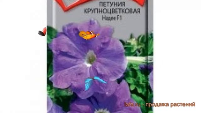 Петуния крупноцветковая Надее F1 (nadee f1) ? Надее F1 обзор: как сажать, семена петунии Надее F1 смотреть онлайн