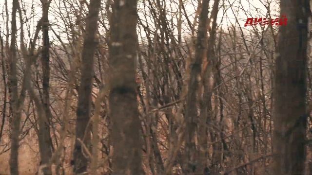 Большая загонная охота. Загон в вольере и открытых охотугодьях смотреть онлайн