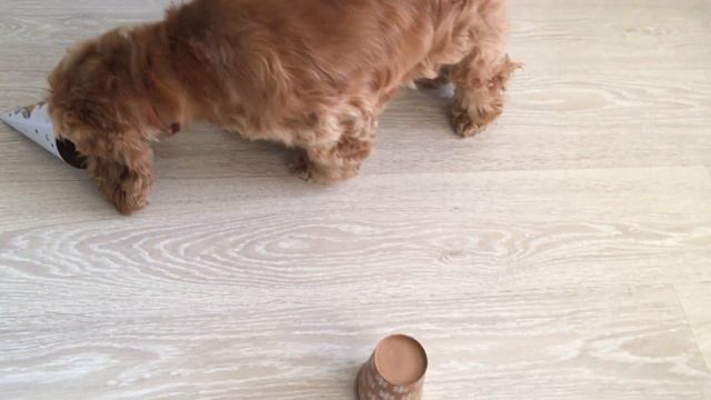 После прогулки, занятия.#кокерляля #собакадругчеловека #животные смотреть онлайн