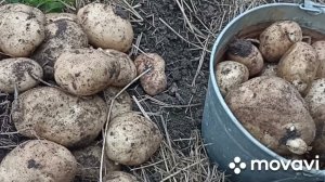 КАРТОФЕЛЬ СЫНОК // ВАЦАП ДЛЯ ЗАКАЗА 89152458159 ПИСЬМЕННО