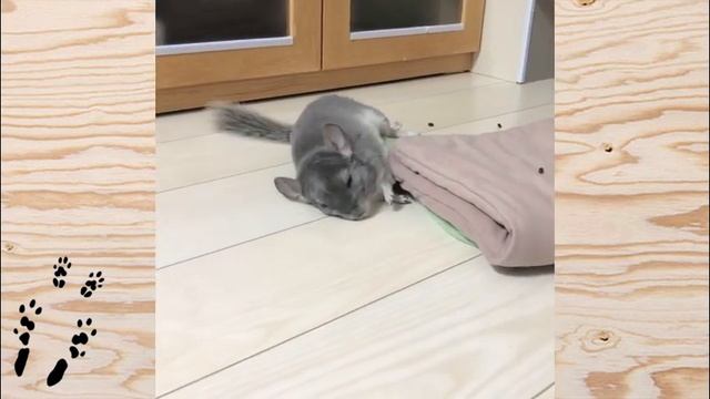 Лучшие приколы про ШИНШИЛЛ! Смешные ШИНШИЛЛЫ! Funny chinchillas❤#31 смотреть онлайн