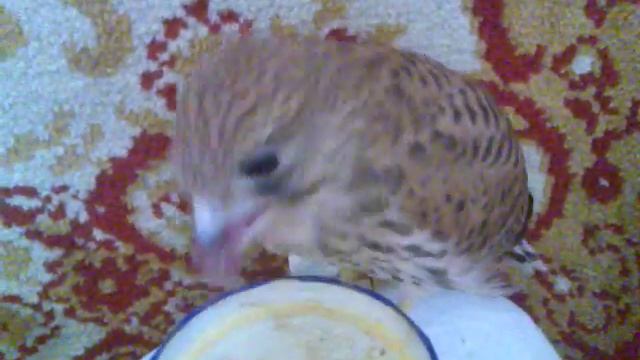 Кормление птенца сокола .3gp смотреть онлайн