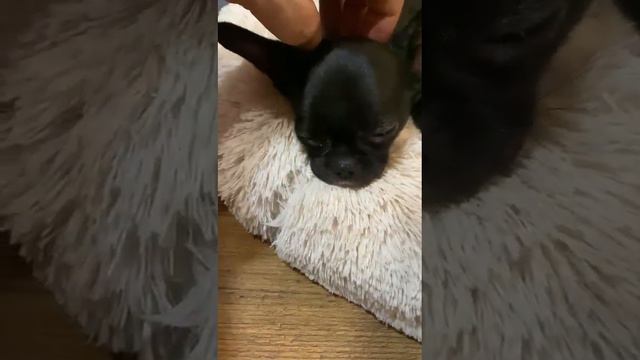 папина любимица Гагра из Москвы выпускник питомника чихуахуа Кастропуло Крым смотреть онлайн