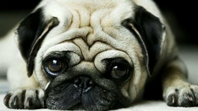 Прикольная собачка мопс смотреть онлайн