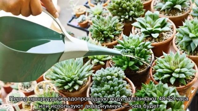 Эхеверия — уход и размножение дома смотреть онлайн