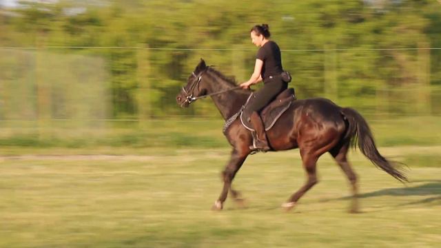 подьем рысака в галоп. смотреть онлайн