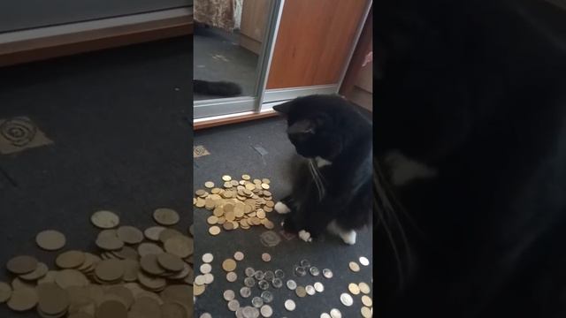 Кот бухгалтер 🤣 смотреть онлайн