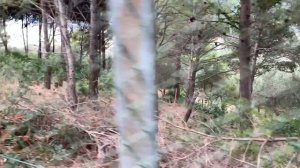 Лай сторожевых собак на прохожего. Звук лая овчарки колли