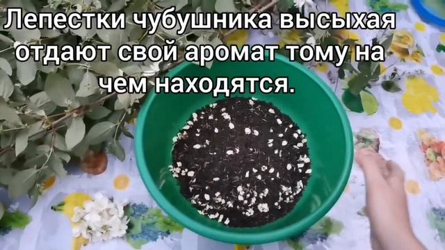 Чубушник и жасмин: различия / Готовим ПРАВИЛЬНЫЙ ЧАЙ из чубушника смотреть онлайн