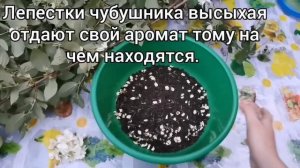 Чубушник и жасмин: различия / Готовим ПРАВИЛЬНЫЙ ЧАЙ из чубушника