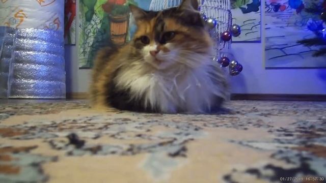 Вискас Любопытным от природы смотреть онлайн