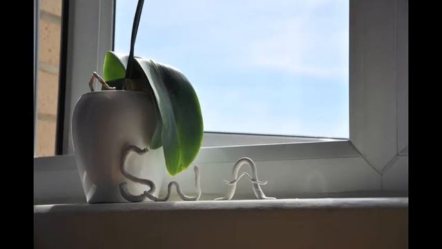 SNAKE - moving type practice смотреть онлайн