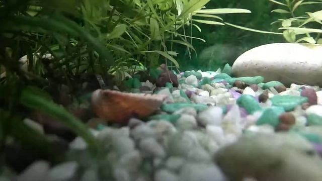 Сиамский водорослеед