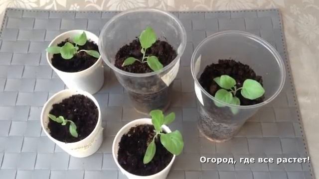 Уход за рассадой баклажанов.mp4 смотреть онлайн