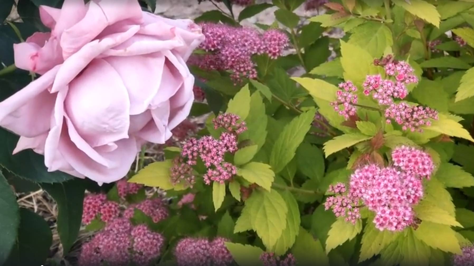 Сад в июне!!! Цветение роз, клематисов, пионов!!! Декоративный фонтанчик!!! смотреть онлайн