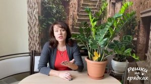 У ЗАМИОКУЛЬКАСА желтеют и сохнут листья | Проблемы с ДОЛЛАРОВЫМ ДЕРЕВОМ ЧТО делать?