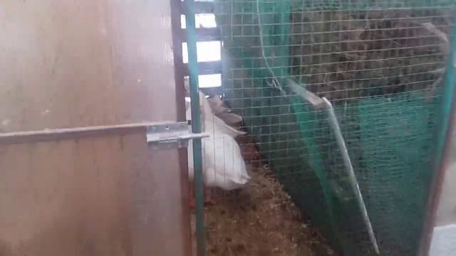 Нужно ли выгуливать птиц зимой смотреть онлайн