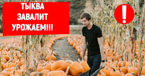 ТЫКВА ЗАВАЛИТ УРОЖАЕМ!ПОСАДИТЕ ТЫКВУ ТАК!#тыква#посадкатыквы#огород#овощивыращивание#тыквавыращивани