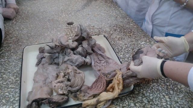 Женская половая система домашних животных. Вторая часть. смотреть онлайн