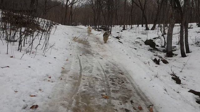 УМКА И ТАБАКИ. Март 2021 г. смотреть онлайн