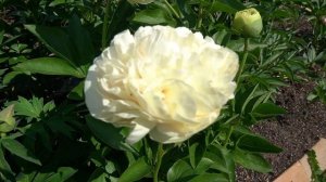 пион    Блонд Вижн / Blonde Vision / -Don Hollingsworth, 2010, США.