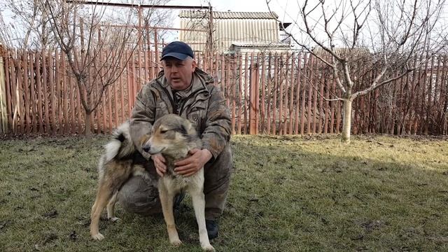 Разведение зверовых лаек (вязки моих собак). смотреть онлайн