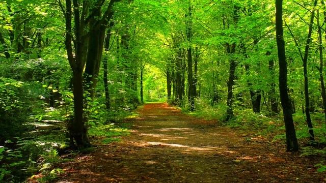 Медитация Рэйки. Соединение с энергиями Земли. смотреть онлайн