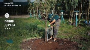 ВИШНЯ. Посадка Вишни, Обрезка и Уход Весной на Участке