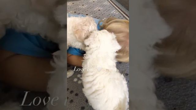 Love is ❤ baby playing with dogs baby🐕 cartoon noob смотреть онлайн
