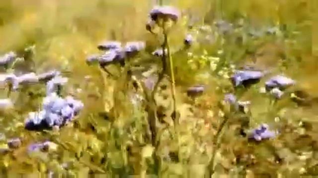 Variedades Statice Limonium