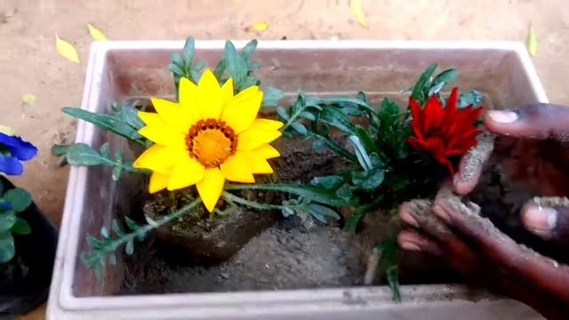 gazania flower grow easy and care смотреть онлайн