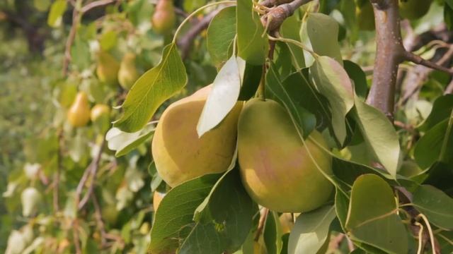 Самоплодная груша «Купава». Настоящая находка для садовода ! смотреть онлайн