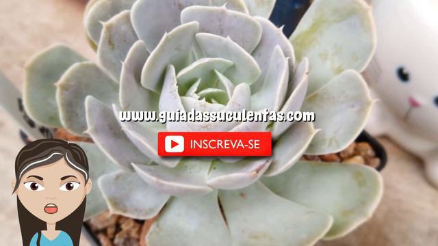 Echeveria Runyonii: Tudo Sobre Essa Suculenta смотреть онлайн