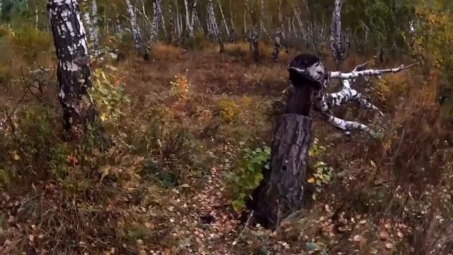 Гуляю по лесу. Вспоминаю, философствую, ищу... :) смотреть онлайн