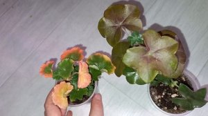 Почему краснеют листья у Герани (Пеларгонии), 6 причин