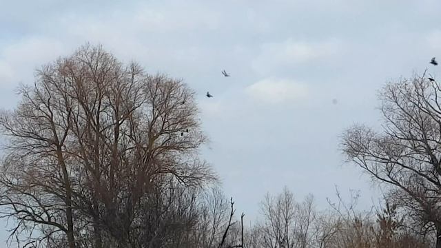 Crow Hunting 2016-2017 смотреть онлайн