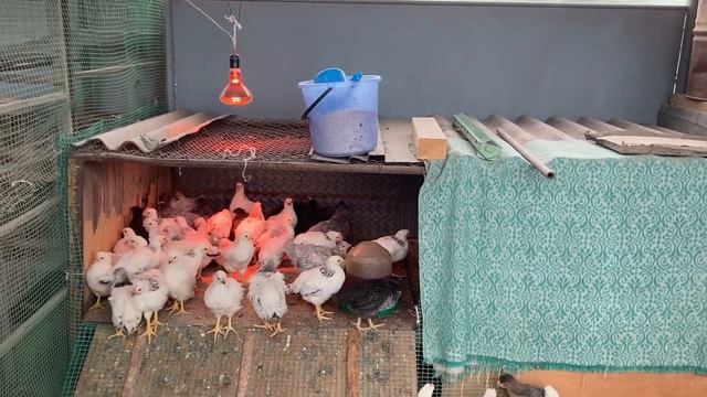 Месячные цыплята/Считаем затраты/Реально ли спасти жизнь в яйце/ смотреть онлайн