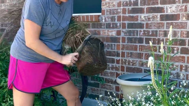 MY FIRST TOPIARY 🌳 || Fall Garden Chores 🍂🍁 || Planting Sweet Almond Verbena & Purple Fountain Gras смотреть онлайн